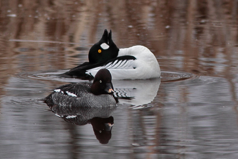 Telkk� Common Goldeneye (Bucephala clangula)