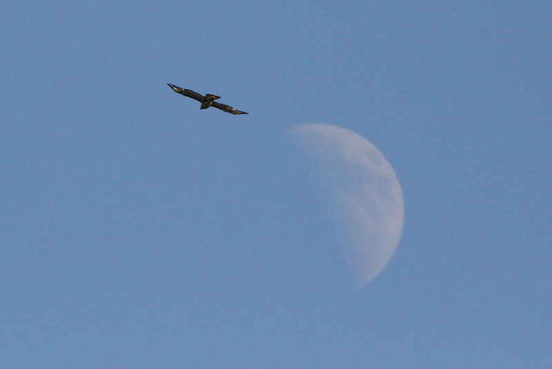 Hiirihaukka, Common Buzzard (Buteo buteo)
