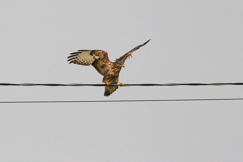 Hiirihaukka, Common Buzzard (Buteo buteo)