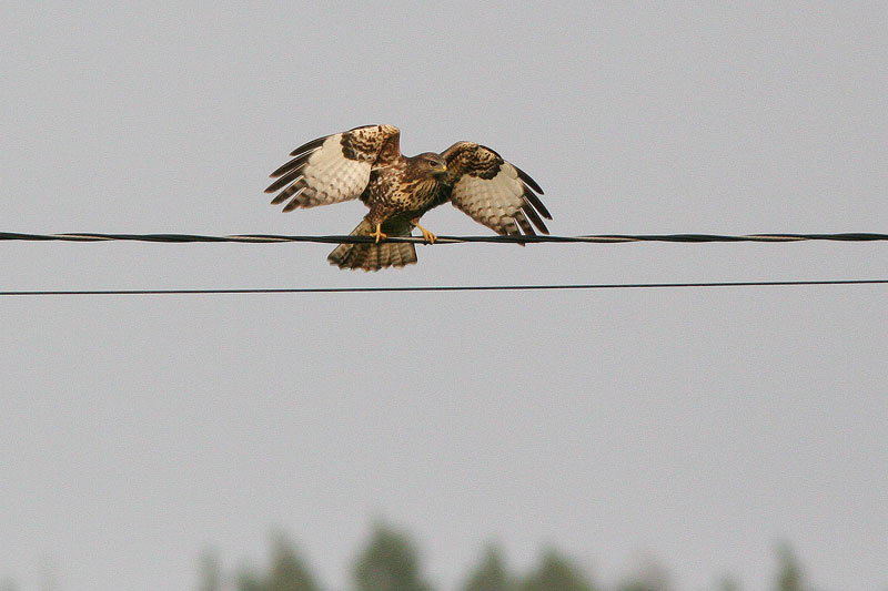 Hiirihaukka, Common Buzzard (Buteo buteo)