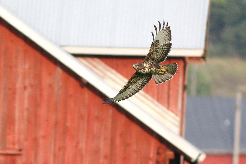 Hiirihaukka, Common Buzzard (Buteo buteo)