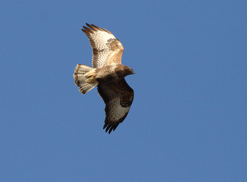 Hiirihaukka, Common Buzzard (Buteo buteo)