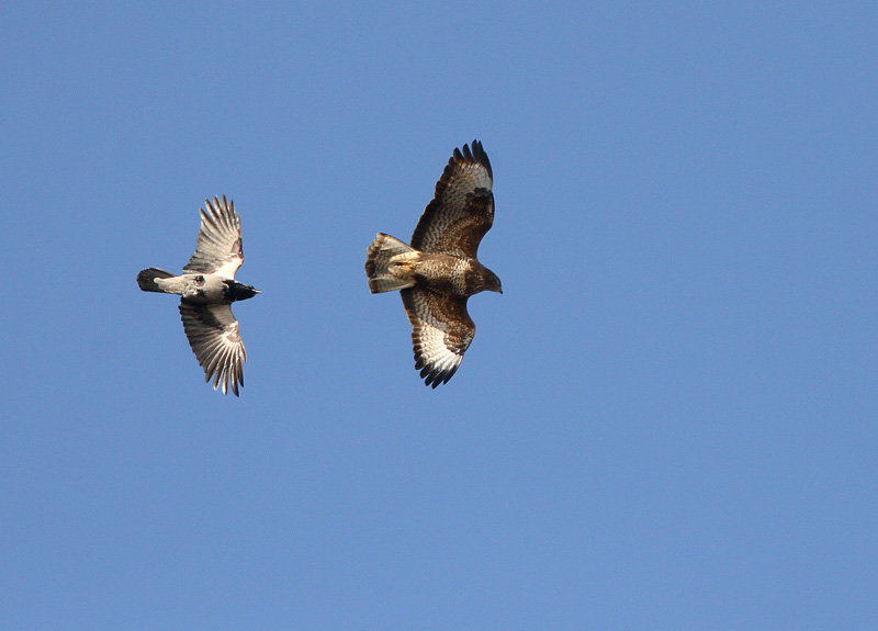 Hiirihaukka, Common Buzzard (Buteo buteo)