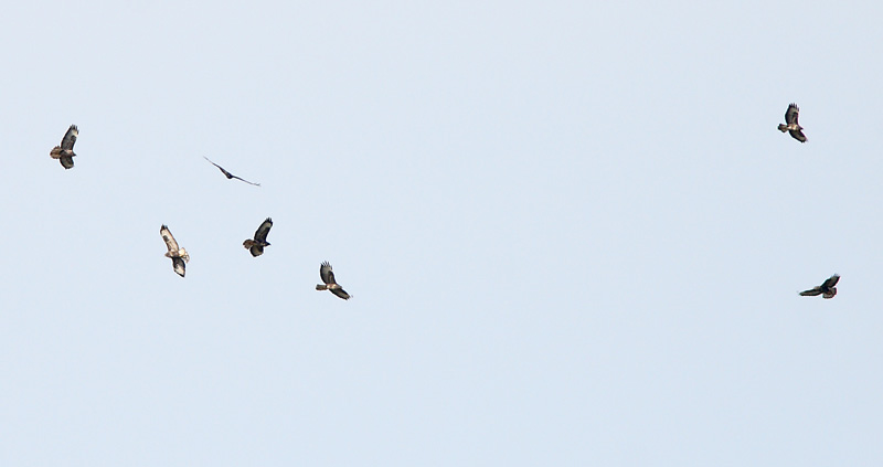 Hiirihaukka, Common Buzzard (Buteo buteo)
