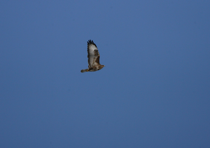Hiirihaukka, Common Buzzard (Buteo buteo)