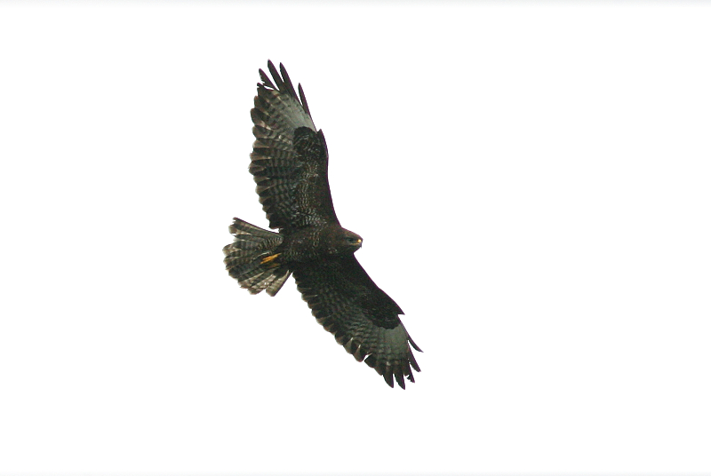 Hiirihaukka, Common Buzzard (Buteo buteo)
