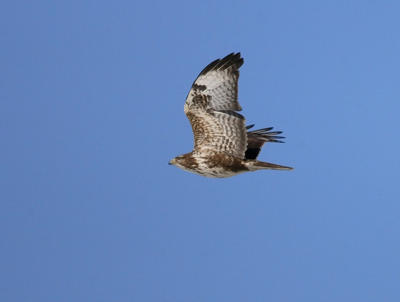 Hiirihaukka, Common Buzzard (Buteo buteo)