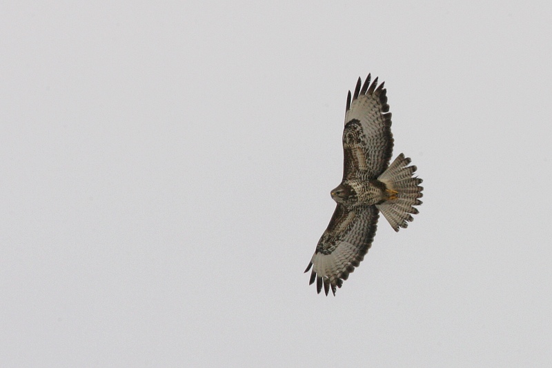 Hiirihaukka, Common Buzzard (Buteo buteo)