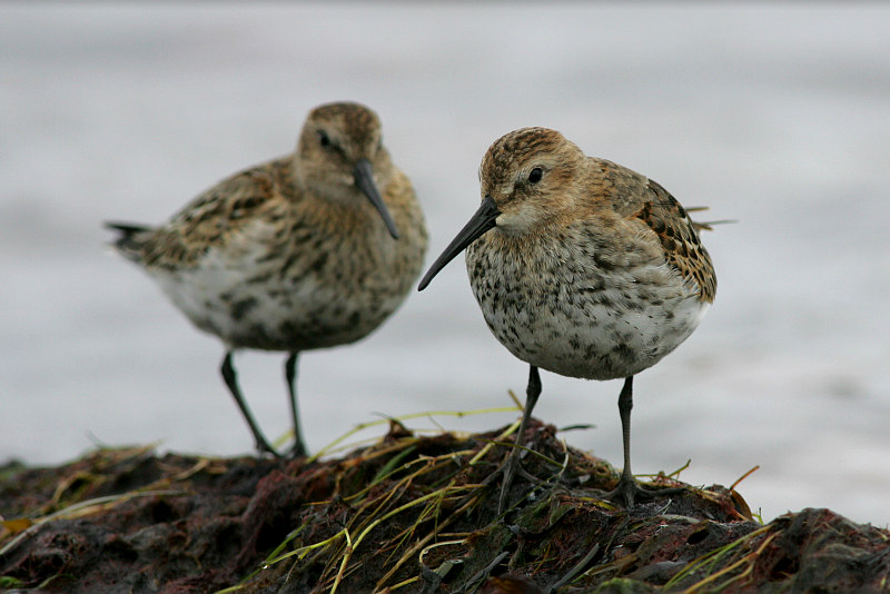 Suosirri Calidris alpina