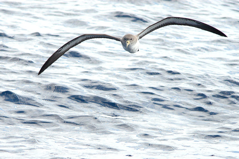 Keltanokkaliit�j� Calonectris diomedea