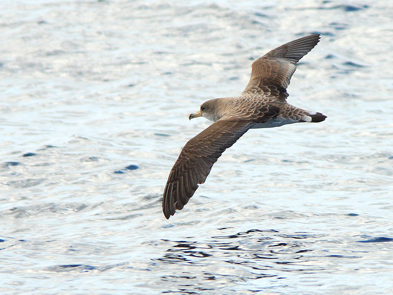 Keltanokkaliit�j� Calonectris diomedea