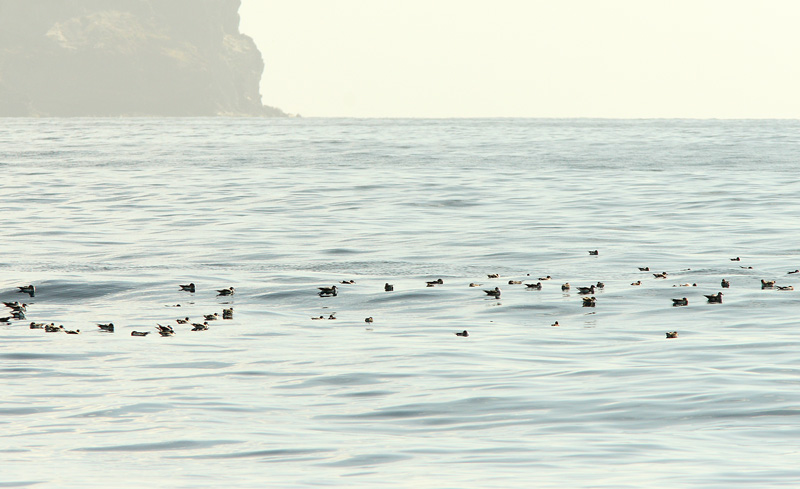 Keltanokkaliit�j� Calonectris diomedea