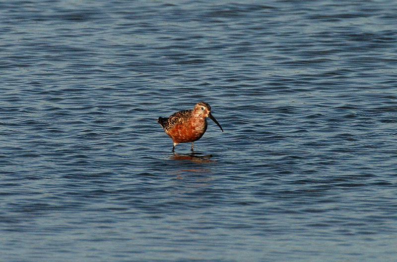 Kuovisirri Calidris ferruginea