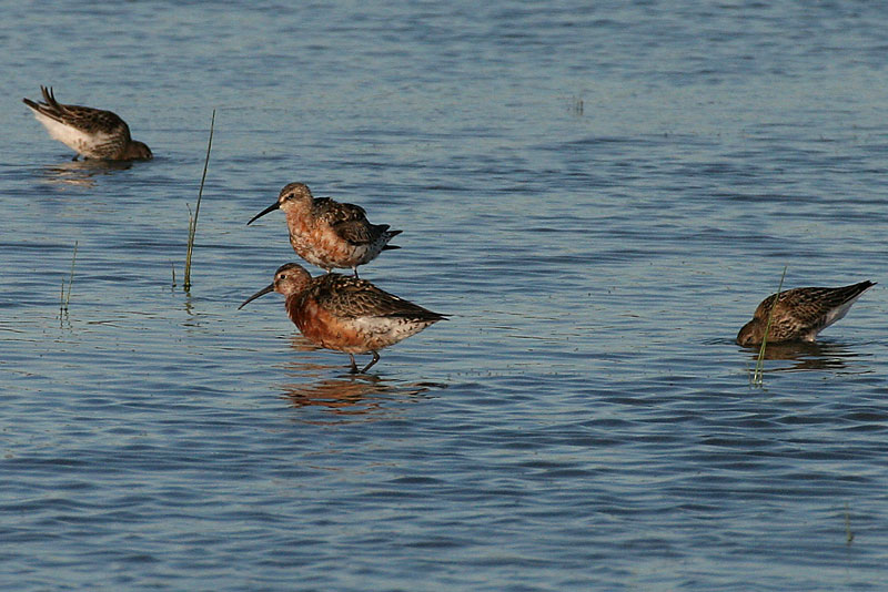 Kuovisirri Calidris ferruginea