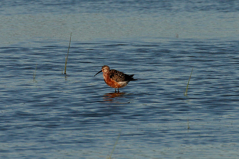Kuovisirri Calidris ferruginea