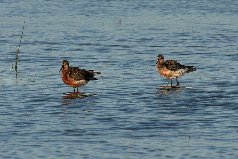 Kuovisirri Calidris ferruginea