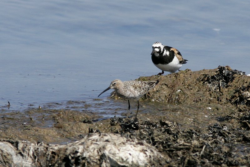 Kuovisirri Calidris ferruginea
