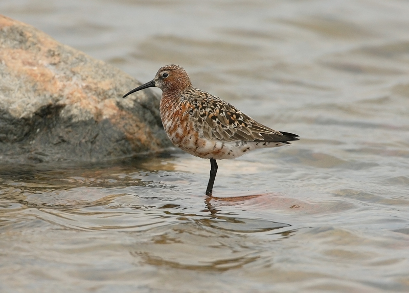 Kuovisirri Curlew Sandpiper (Calidris ferruginea)
