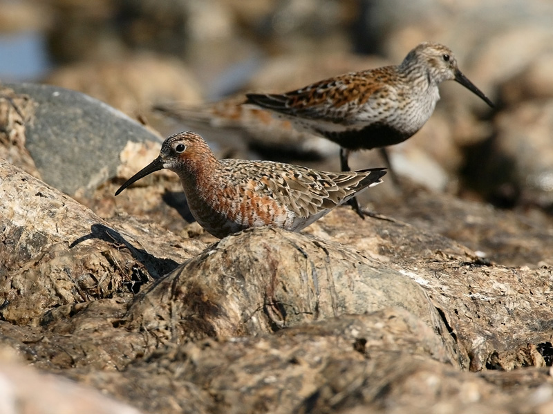 Kuovisirri Curlew Sandpiper (Calidris ferruginea)