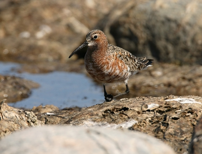 Kuovisirri Curlew Sandpiper (Calidris ferruginea)