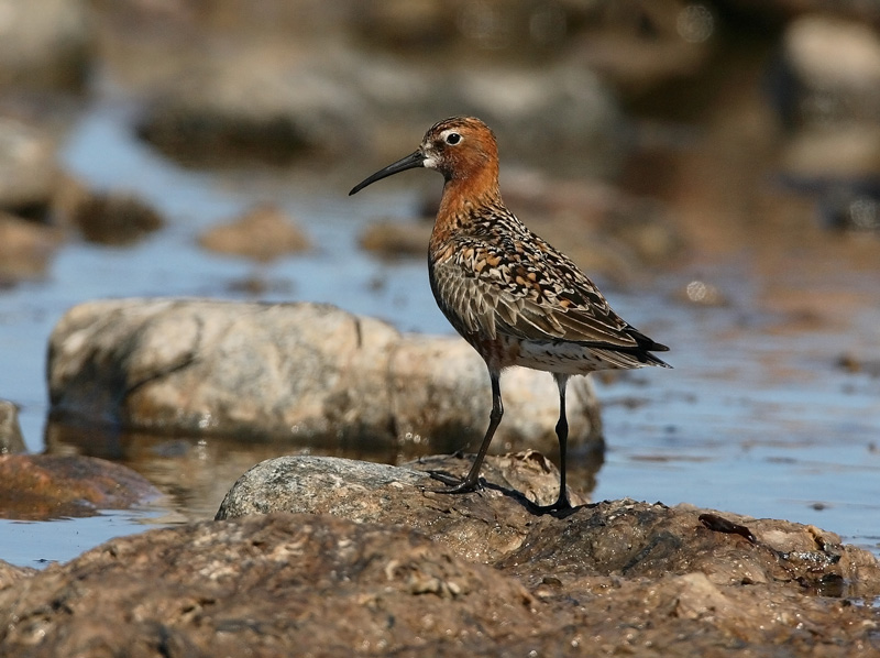 Kuovisirri Curlew Sandpiper (Calidris ferruginea)