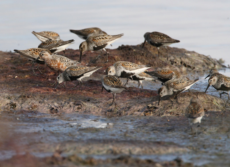 Kuovisirri Curlew Sandpiper (Calidris ferruginea)