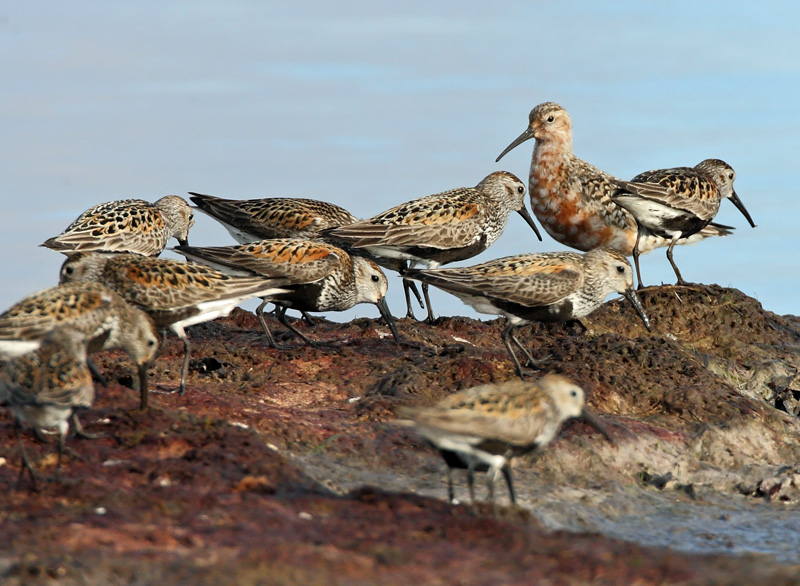 Kuovisirri Curlew Sandpiper (Calidris ferruginea)