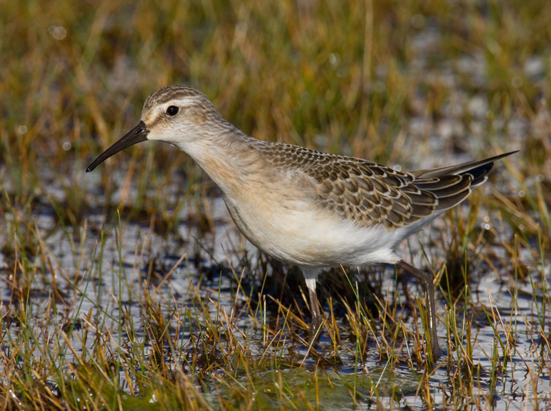 Kuovisirri Curlew Sandpiper (Calidris ferruginea)