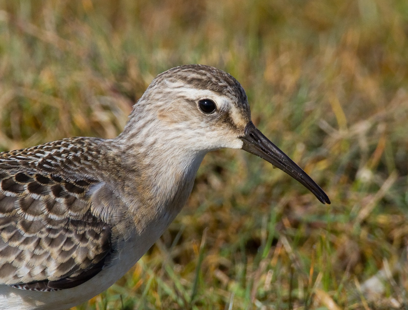 Kuovisirri Curlew Sandpiper (Calidris ferruginea)