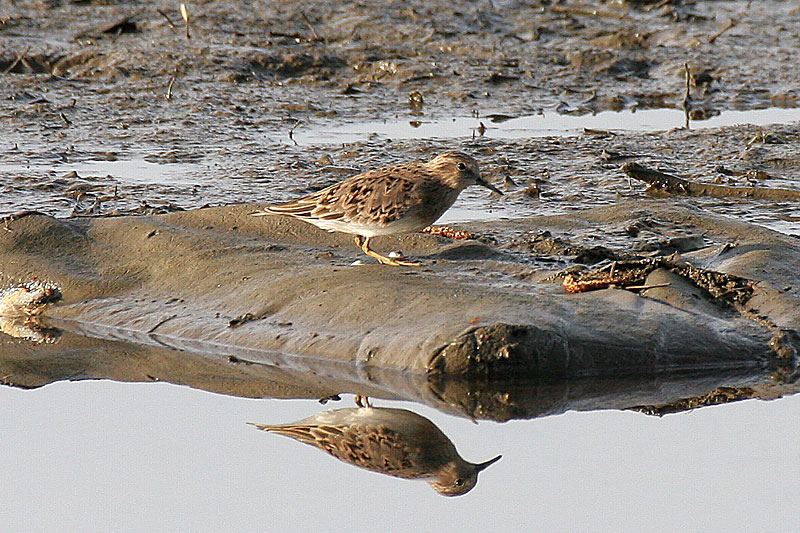 Lapinsirri