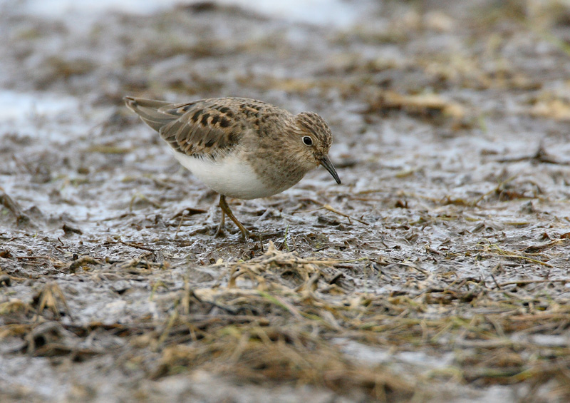 Lapinsirri Temminck's Stint (Calidris temminckii)