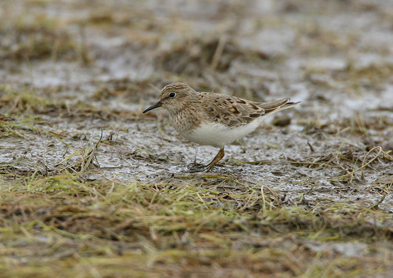 Lapinsirri Temminck's Stint (Calidris temminckii)