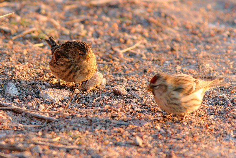 Vuorihemppo Carduelis flavirostris