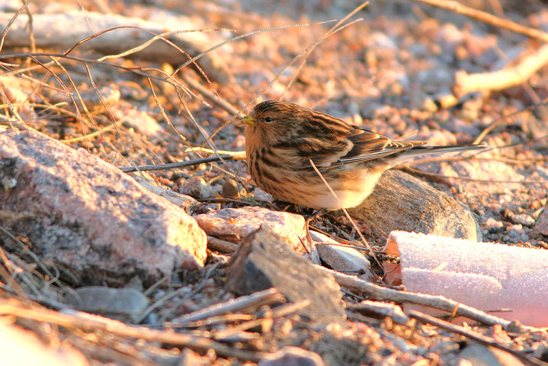 Vuorihemppo Carduelis flavirostris