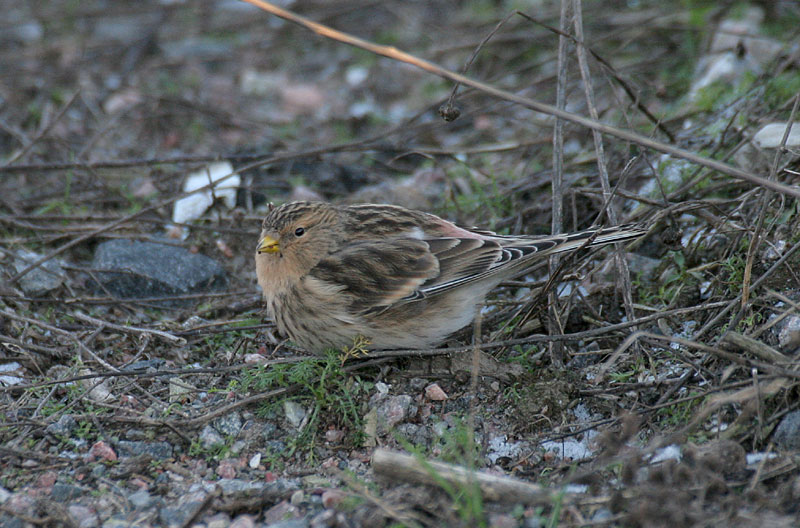 Vuorihemppo Carduelis flavirostris