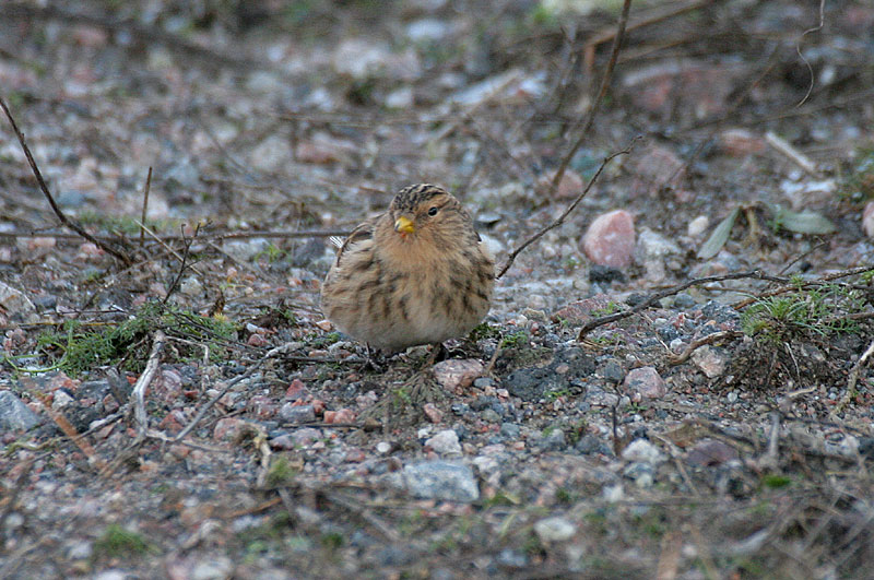 Vuorihemppo Carduelis flavirostris