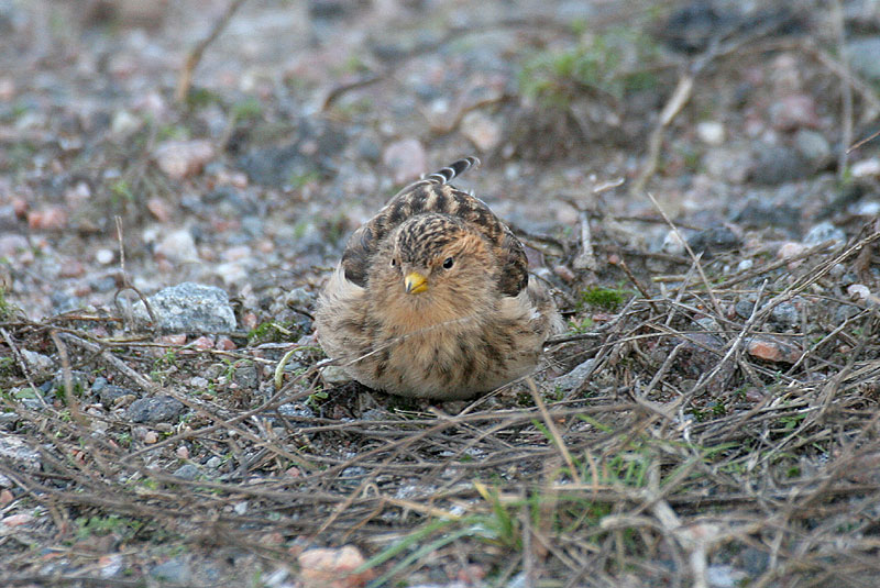 Vuorihemppo Carduelis flavirostris
