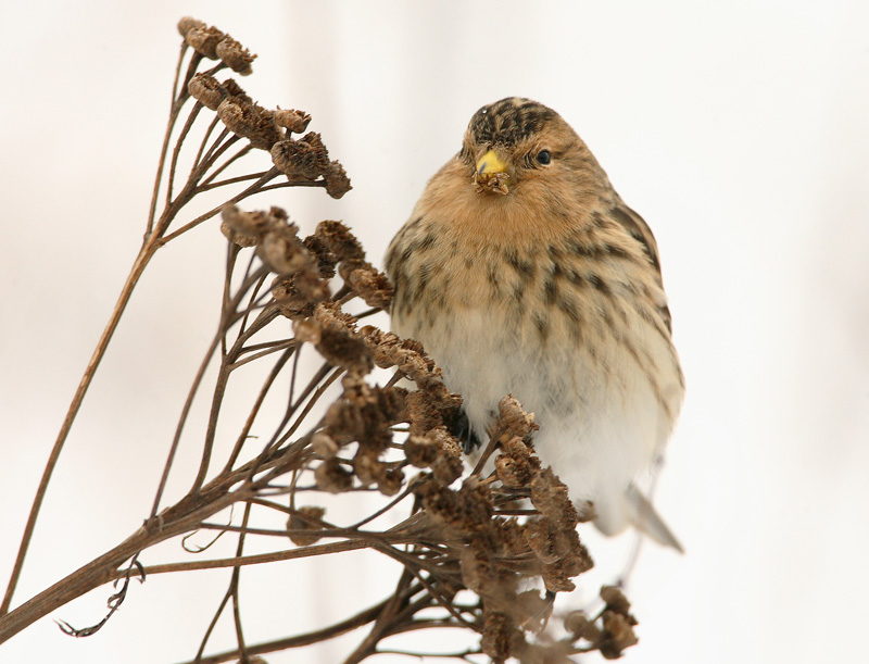 Vuorihemppo Twite (Carduelis flavirostris)