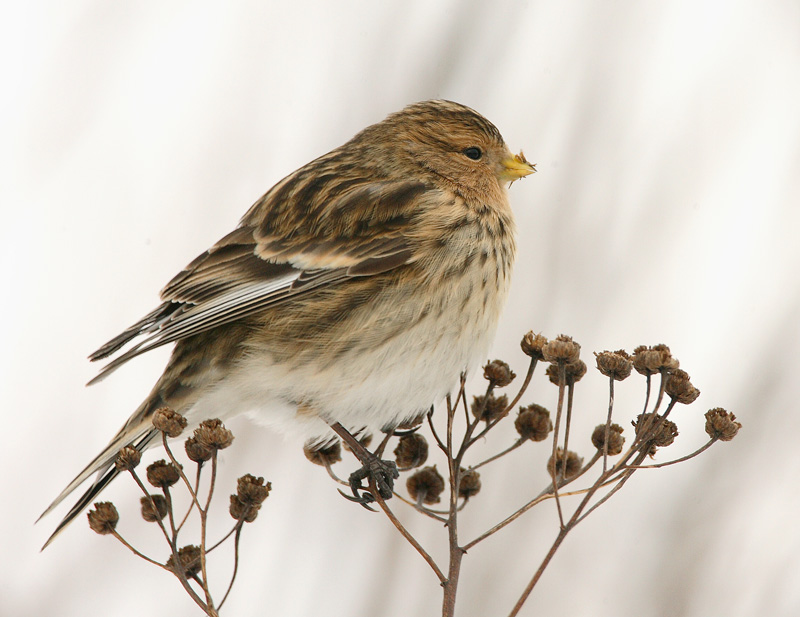 Vuorihemppo Twite (Carduelis flavirostris)