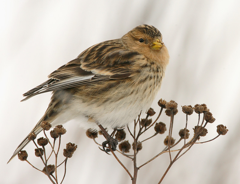 Vuorihemppo Twite (Carduelis flavirostris)