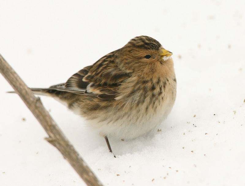 Vuorihemppo Twite (Carduelis flavirostris)