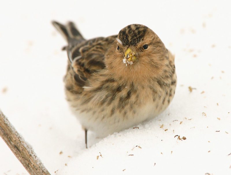 Vuorihemppo Twite (Carduelis flavirostris)