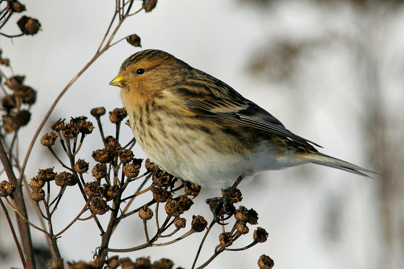Vuorihemppo Twite (Carduelis flavirostris)