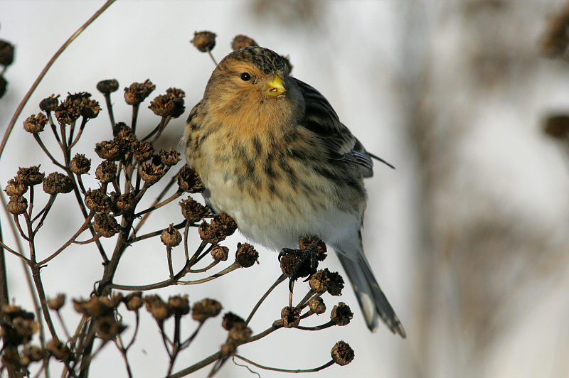 Vuorihemppo Twite (Carduelis flavirostris)
