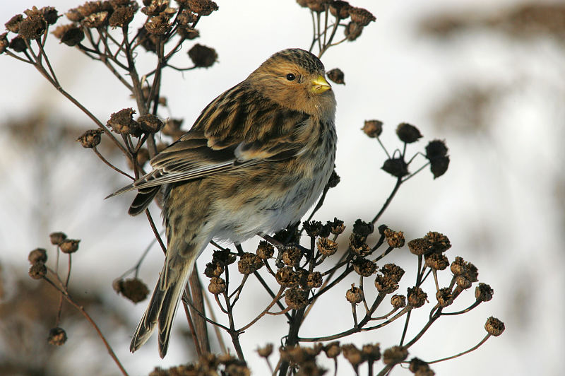 Vuorihemppo Twite (Carduelis flavirostris)