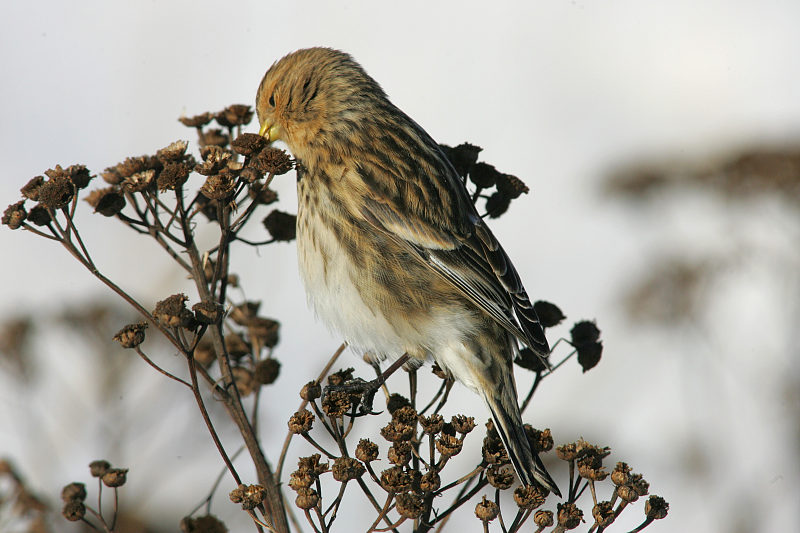 Vuorihemppo Twite (Carduelis flavirostris)