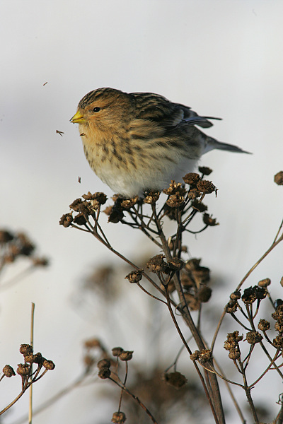 Vuorihemppo Twite (Carduelis flavirostris)