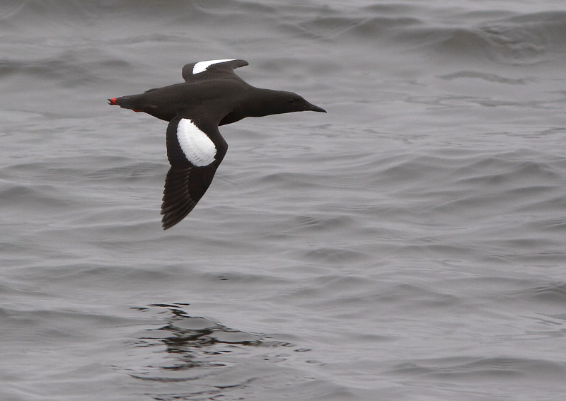 Riskil� Cepphus grylle