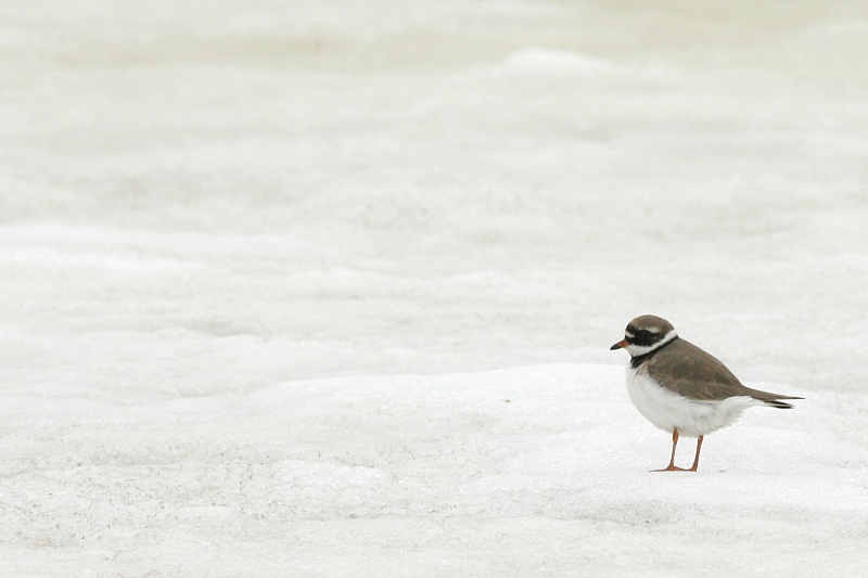 Tylli, Ringed Plover (Charadrius hiaticula)