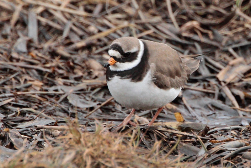 Suokukko Philomachus pugnax